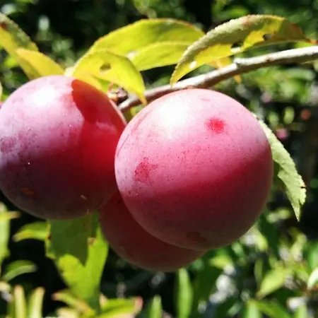 Vale Da Palha Ferienhaus *