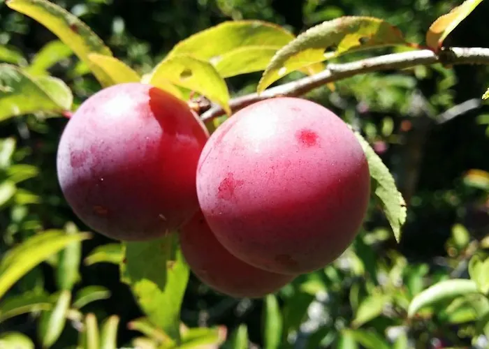 Vale Da Palha Casa de Férias *